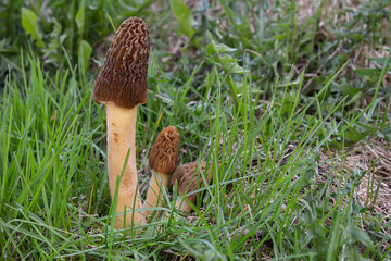 Growing morels in the forest close-up. Morel on a long leg next to small mushrooms.
