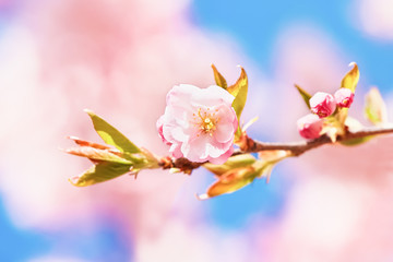 Fototapeta na wymiar Pink Cherry blossom branch in bloom against blue sky. Spring concept