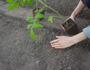 A woman transplants a seedling from a pot into the ground. Planting tomato seedlings in the hole.