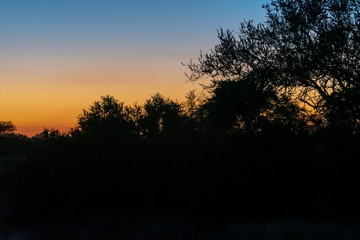 Winter sunrise in the Timbavati Reserve, South Africa
