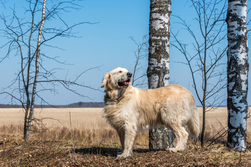 White Golden Retriever in a Forest in Spring