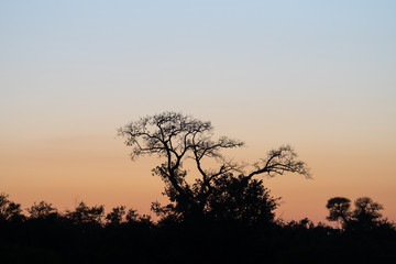 Fototapeta na wymiar Winter sunrise in the Timbavati Reserve, South Africa