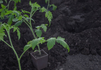 Vegetable seedlings in a pot next to a hole in the ground for transplanting