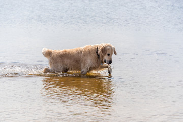 White Golden Retriever on a Baltic Sea Beach on a Sunny Day Fishing