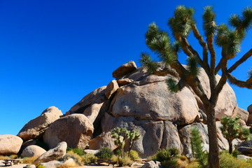 Joshua Tree Rocks