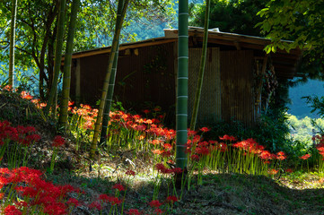 農作業小屋と竹と彼岸花