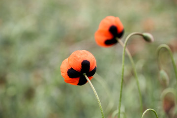 red poppy flower close-up on a green background