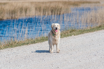 White Golden Retriever in a Forest in Spring