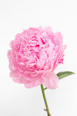 pink blooming peony on a white background