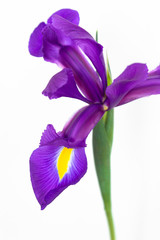 blue open iris on a white background
