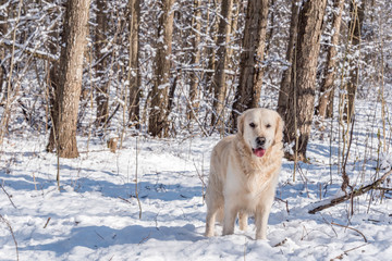 White Golden Retriever in the Snow