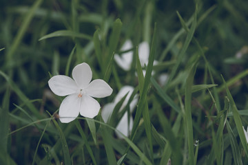 White flowers falling on the grass background