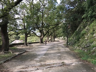 Fototapeta premium Passing through the street in Nara park