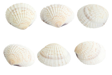 Scallop shall isolated on white