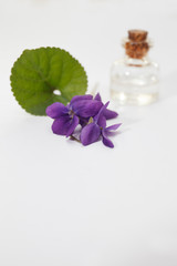 Obraz na płótnie Canvas Viola odorata oil (Sweet Violet, English Violet, Common Violet, or Garden Violet) with fresh Viola odorata flowers.