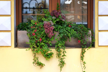 Potted flowers and plants in boxes decorates the facade in city. Bright flowers adorn window. Residential design concept.