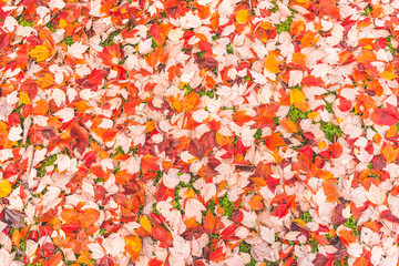Obraz na płótnie Canvas colorful maple leave on the ground,lawn for background in the park,autumn season