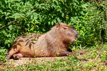 Capybara en gros plan	