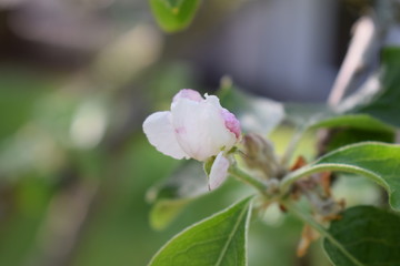 Obraz premium Apfelblüte