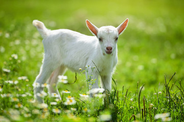 White little goat standing on green grass with daisy flowers on a sunny day