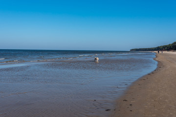 Fototapeta na wymiar White Golden Retriever on a Baltic Sea Beach on a Sunny Day
