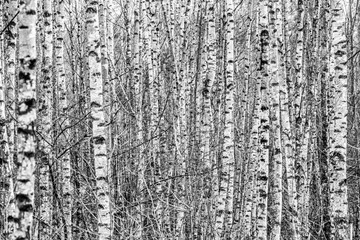 bark patterns in a birch tree forest