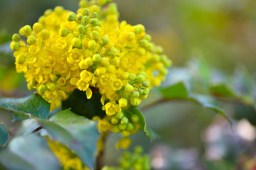 Beautiful yellow Ilex flowers (Ilex aquifolium) in spring against a bokeh background