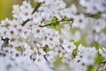 White flowers of Prunus cerasifera. Natural background
