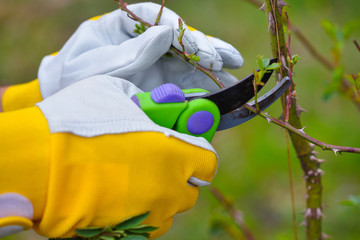 Spring pruning roses in the garden, gardener's hands with secateur
