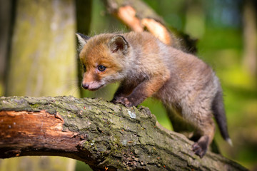 Red fox (Vulpes vulpes), small cute cub in the spring forest