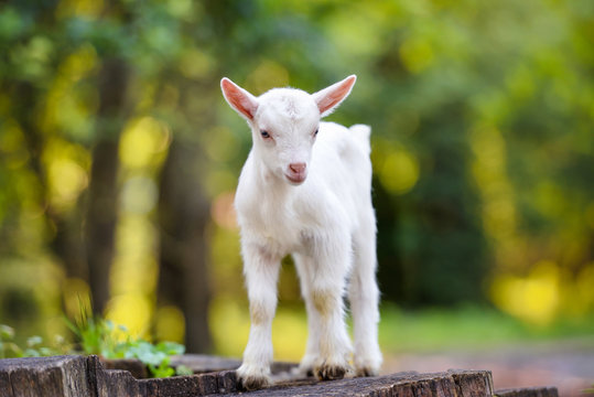 Cute white little goat standing on the stumpCute white little goat standing on the stump