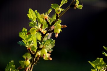 Close up branch with young green unripe gooseberries. gooseberry bush growing in the garden, growing organic products.