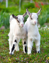Two white baby goats standing on green lawn