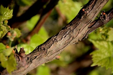 close up of young green grape leaves and grape blossom on a branch on sunny day