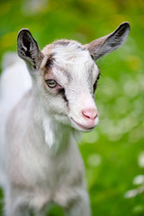Obraz premium Portrait a white baby goat on green lawn
