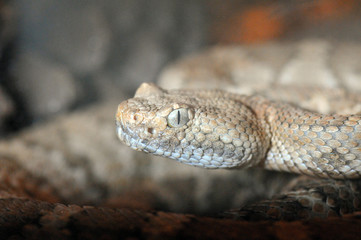 Crotalus stephensi