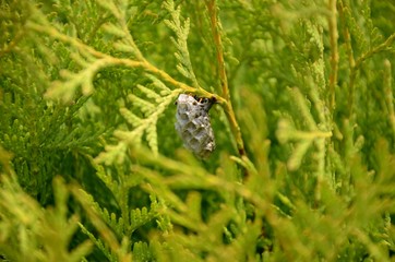 the wasp nest attached to a branch of thuja