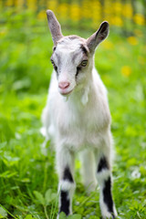 Naklejka na ściany i meble Portrait a white baby goat on green lawn