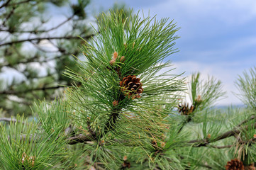 Pine branch with cones against the blue sky