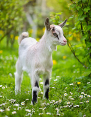 White baby goat standing on green lawn
