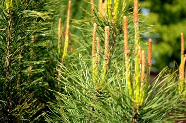 close up of pine bloom on a windy sunny day. wild green pine grows in the forest