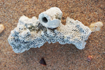 red sea coral detail