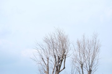 Blurred dead tree with branches on white blue sky background 