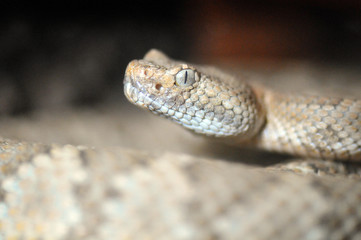 Crotalus stephensi