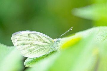 Cute white butterfly Pieris napi