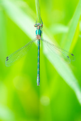 Green damselfly resting on herbs