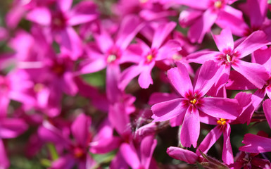 Fototapeta na wymiar Pink flowers of Creeping Phlox in spring. Floral background