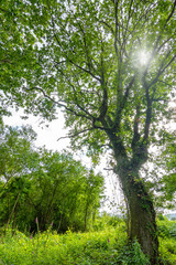 Old oak covered with green plants