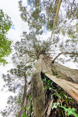 Old eucalytpus covered with green plants