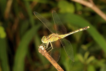 Green Marsh Hawk Dragonfly, Orthetrum sabina , Hesaraghatta, Bangalore, Karnataka, India